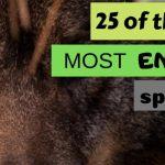 Quiz: Name All these Amazing Yet Almost Extinct Animals