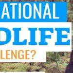 Quiz: Pass The INTERNATIONAL WILDLIFE Challenge