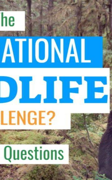 Quiz: Pass The INTERNATIONAL WILDLIFE Challenge