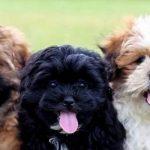 From A-Z These Poodle Mixes You're Gonna Want To See