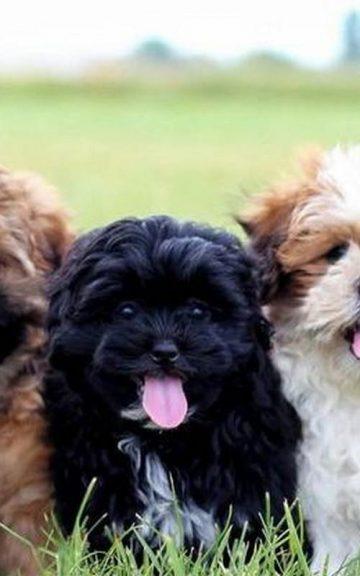 From A-Z These Poodle Mixes You're Gonna Want To See