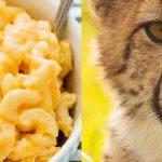 Quiz: Choose Some Food And Animals And We'll tell You're Lucky Number