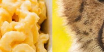 Quiz: Choose Some Food And Animals And We'll tell You're Lucky Number