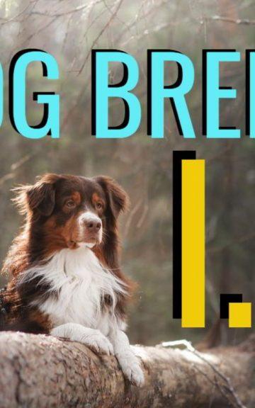 Quiz: What's my Dog Breed I.Q.?
