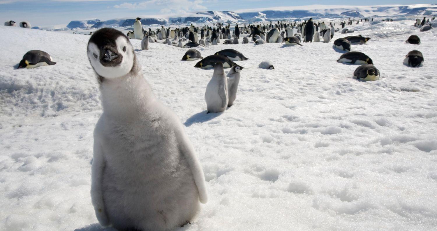 Quiz: 10 True or False Questions About Antarctica That Will Make You Want To Befriend A Penguin