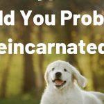 Quiz: Which Type Of Dog Would I Probably Be Reincarnated As?