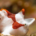 Quiz: Identify These Strange Sea Creatures