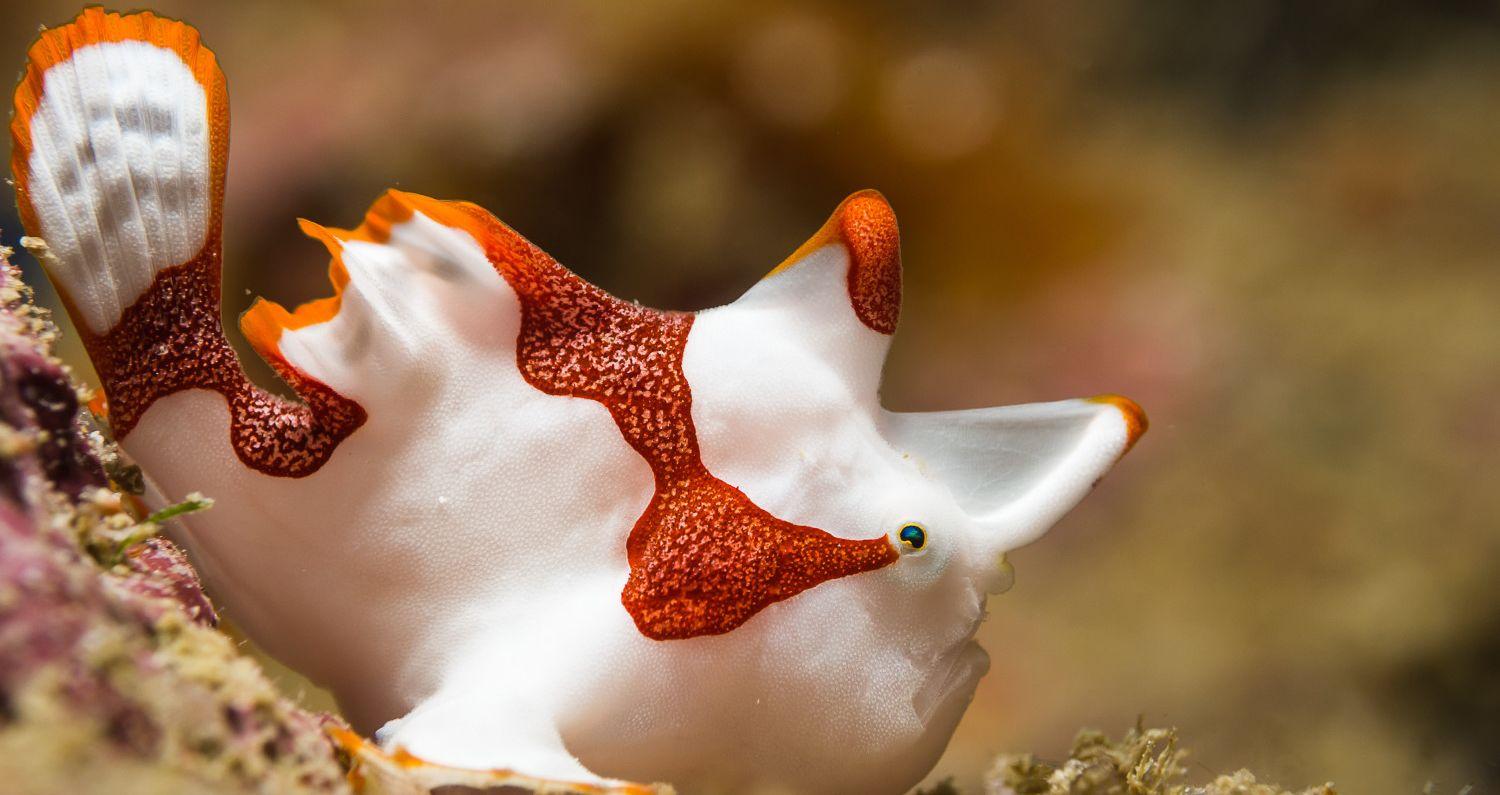 Quiz: Identify These Strange Sea Creatures