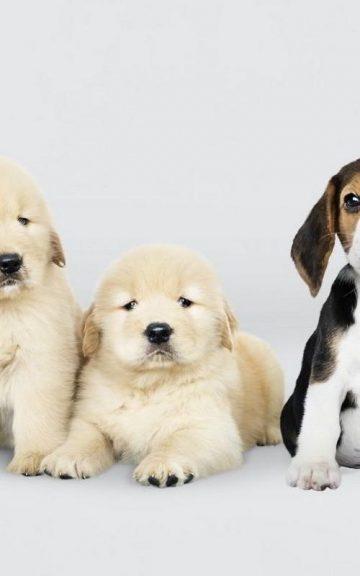 Quiz: Your Favorite Things Will Reveal Which Type of Puppy You Are
