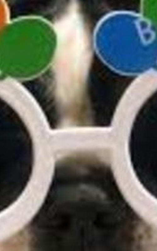 Find Your Perfect Pooch A Dog Adoption Quiz