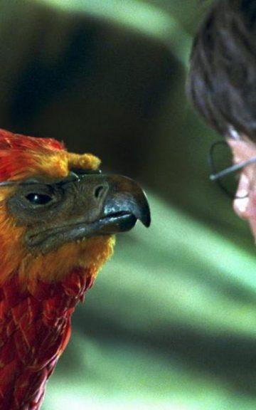 Quiz: Which Magical Creature From Harry Potter Would Be my Perfect Pet?