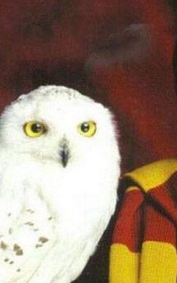 Quiz: Which Harry Potter Pet am I?