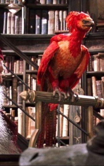 Quiz: Which Harry Potter Magical Creature Would Be my Pet?