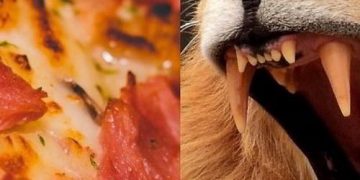 Quiz: Make a Pizza and We'll Reveal Your Inner Animal