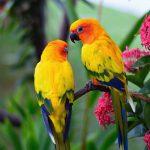 Quiz: Identify These Rare Tropical Birds