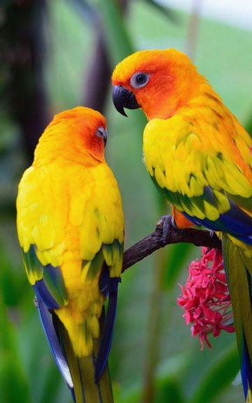 Quiz: Identify These Rare Tropical Birds