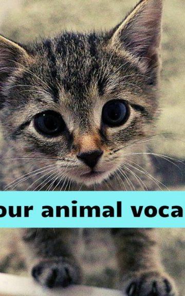 Quiz: Pass This Animal Vocabulary Test
