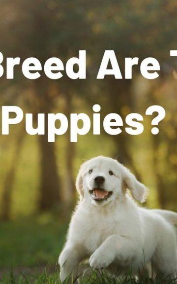Quiz: What Breed Are These Puppies?