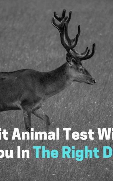 Quiz: We'll Finally Point You In The Right Direction with this Spirit Animal Test